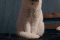 「何か言ってますね」顔がすごく『人』なんだけど気のせいかな…猫の姿にXユーザーもびっくり