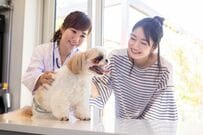 【犬猫別の比較】ペットの年間医療費はいくら？費用負担のリアルと突発的な出費に備える方法