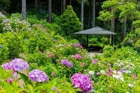 【2026年6月版】千葉県で一度は行きたい「あじさい人気スポット3選」！最新の情報から見どころまでを紹介 