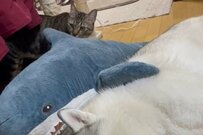 「許さないニャ！」ママ犬が大好きな保護猫　奮闘姿に2万いいね