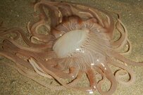 海で目撃した「クラゲのような生物」に衝撃　「なんか毒とかありそう」「素手で触ってたら今頃…」