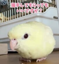 【握手してくれるインコ】「がっちりと交わされている...！」握手してくれるインコに飼い主さん感激の嵐「ただし、おやつくれるなら」