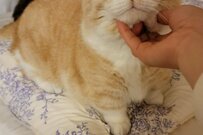 「撫でてニャ～」回り込んで訴える猫さん　ご満悦すぎるお顔が話題