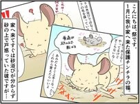 「お風呂返して！」お掃除中のプレイバスを返してと訴えるチンチラさんの様子が切ない【チンチライフ90話】 