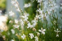 ベランダで楽しむ【ナチュラルガーデン】癒しの空間をつくる花6選＆植物選びやレイアウトのコツ