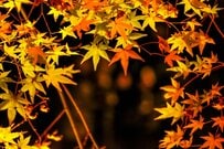 埼玉県でムーミンの世界観を楽しめる紅葉スポット　絵本のような景色に「夜も素敵」「行ってみたい」