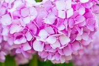 【次の年金支給日は6月14日】2.7％プラス改定「国民年金・厚生年金」はそれぞれいくら増える？