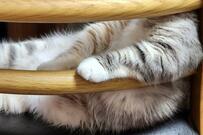 この貫禄は石原裕次郎...隙間から覗く猫が「刑事みたい」で話題！ペット保険についても説明