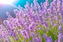 北海道で撮影されたラベンダー畑のライトアップ　紫に染まった大地に驚き「壮大なグラデーション」