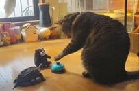 猫が呼び鈴を鳴らすとぬいぐるみがオウム返し→困惑の結果亀と会議する様子に笑ってしまう
