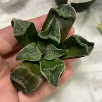 ホームセンターで弱った観葉植物を発見　5カ月後に見事復活させた姿に「これはすごい」「尊敬します」