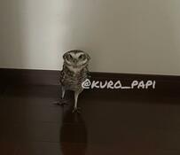 【脚が長すぎるフクロウ】見事なモデル立ちがクスッと笑える！大物感満載の姿が話題