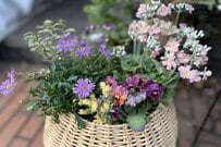 春の玄関を彩る、プリムラ主役の《大人の寄せ植え》とびきりおしゃれなひと鉢を作る5つの植物