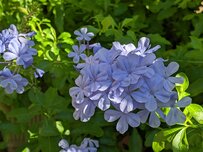 うちの庭に「植えてよかった」真夏の庭で「今咲いている」ナチュラルな《夏に強い花》4つ。