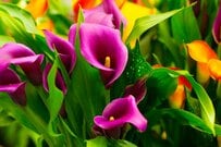 植えっぱなしOKの【春植え球根植物】おすすめ6選！ローメンテで毎年夏に鮮やかな花が咲く庭に