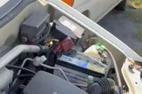 愛車のエンジンルームに強烈な違和感　「目撃された生物」に思わず目を疑う