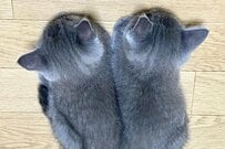 背中を並べてくつろぐ「2匹の保護猫」　4年後に撮影された「同じ体勢」の1枚が話題に