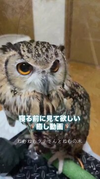 【ねむねむフクロウ】寝落ち寸前のフクロウさん…視聴者から「眠くなってきた」「癒される」と大絶賛