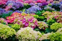 【初夏のガーデニング】アジサイの育て方＆オススメ品種を紹介！オシャレな花色はドライフラワーにもピッタリ