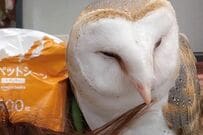 【きれいにしてあげる】飼い主の毛繕いしてくれるフクロウさん　「まさかの展開」に目が離せない…