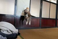 「時空を越える瞬間を捉えた」障子紙を越えてしまう猫が話題