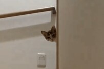 「ジー...」1日ぶりに帰宅したら猫に異常に警戒された飼い主さん「そんなふうに逃げないで」