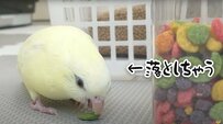 【デカ盛り希望のインコ】口からあふれるほどのエサをご所望のインコに胸キュン！