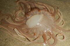 海で目撃した「クラゲのような生物」に衝撃　「なんか毒とかありそう」「素手で触ってたら今頃…」