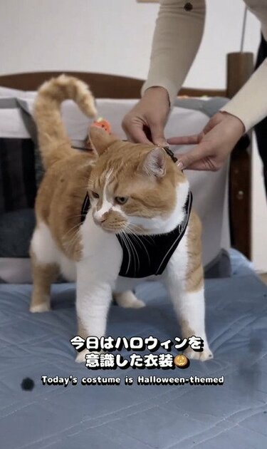 かぼちゃ猫」ちゃんのコスプレが大人気！「人を虜にする何かがある