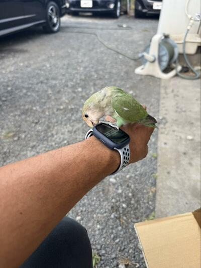 人懐っこいインコ