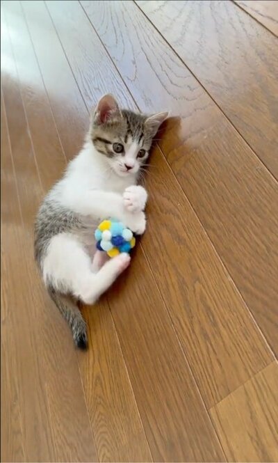 初めて触れるボールに大興奮のチョコちゃん