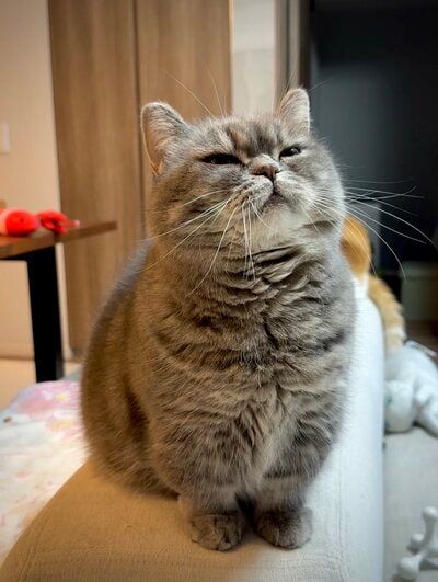 おねだりする時の猫