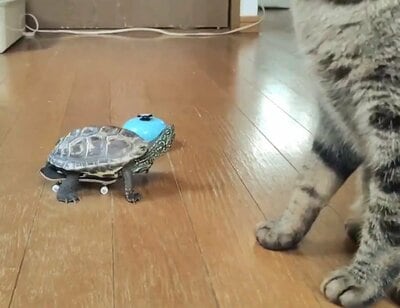 猫の小雪ちゃんのそばに控える亀の軍曹くん