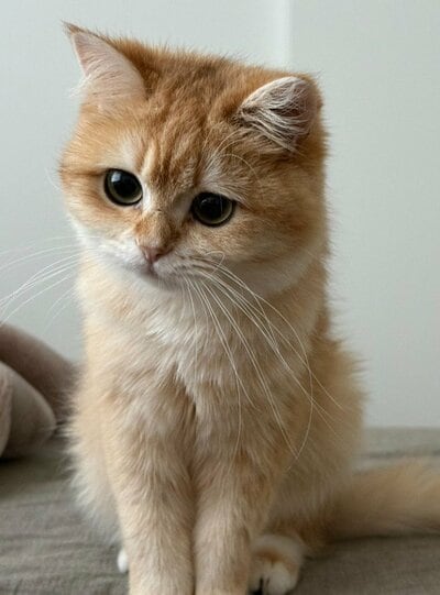 ぬいぐるみのようにかわいいひめちゃん