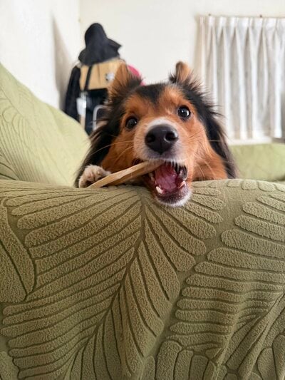 おもちゃで遊ぶオペラちゃん