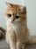 【何を掴んでいるの？】ぬいぐるみのようにかわいい猫　「謎の寝姿」にほっこり