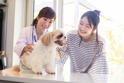 【犬猫別の比較】ペットの年間医療費はいくら？費用負担のリアルと突発的な出費に備える方法