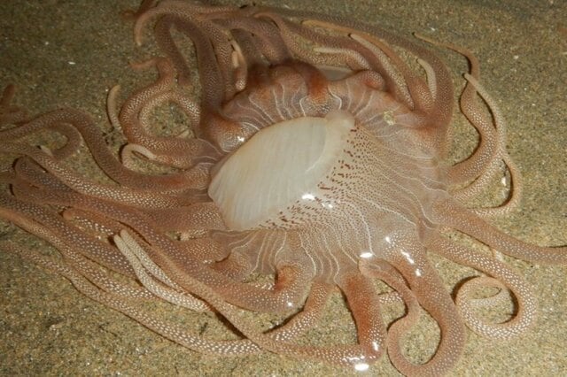 海で目撃した「クラゲのような生物」に衝撃　「なんか毒とかありそう」「素手で触ってたら今頃…」