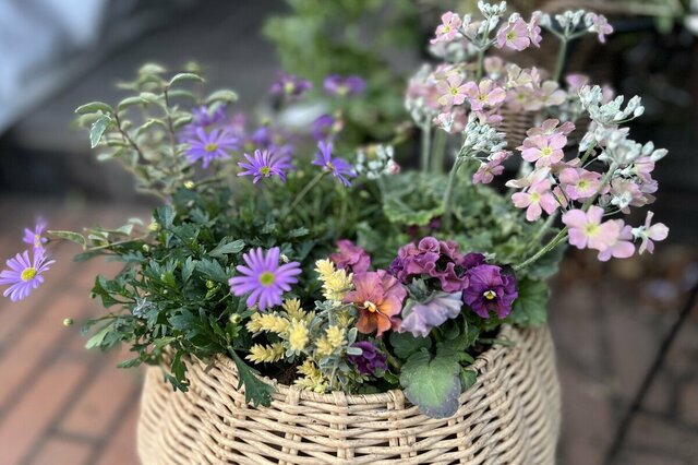 春の玄関を彩る、プリムラ主役の《大人の寄せ植え》とびきりおしゃれなひと鉢を作る5つの植物