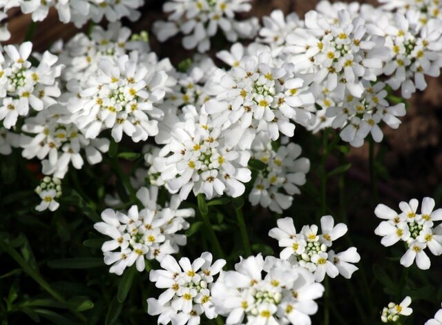 春の寄せ植えは「ホワイトカラー」で垢抜ける！上品な印象をプラス《多年草・一年草》6選