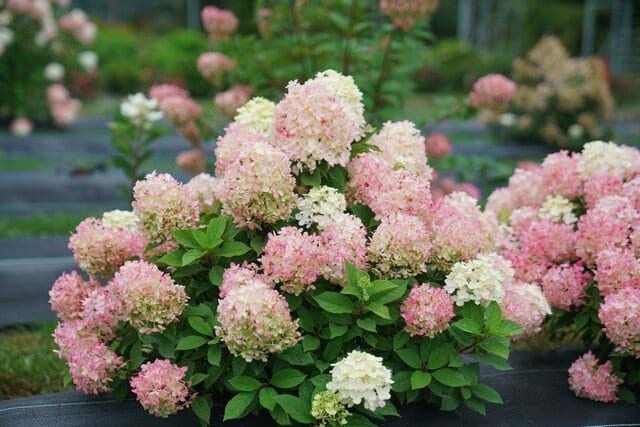 小ぶりな「アジサイ」玄関先や狭い庭、鉢植えでも可愛くまとまる！初夏から秋まで長く咲く「コンパクトなアジサイ」3選。育てやすいのも魅力です！