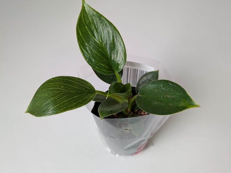 ダイソー　フィロデンドロン