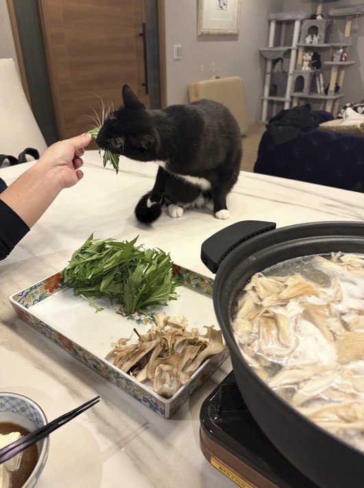 出所：藤あや子の公式ブログ 参照日：2026年1月21日