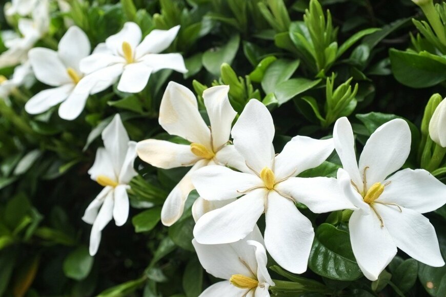 【ガーデニング】もうすぐ梅雨！6月に咲く「花色明るめの花たち」6選