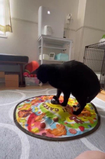 出所：＠Teagle_Noir