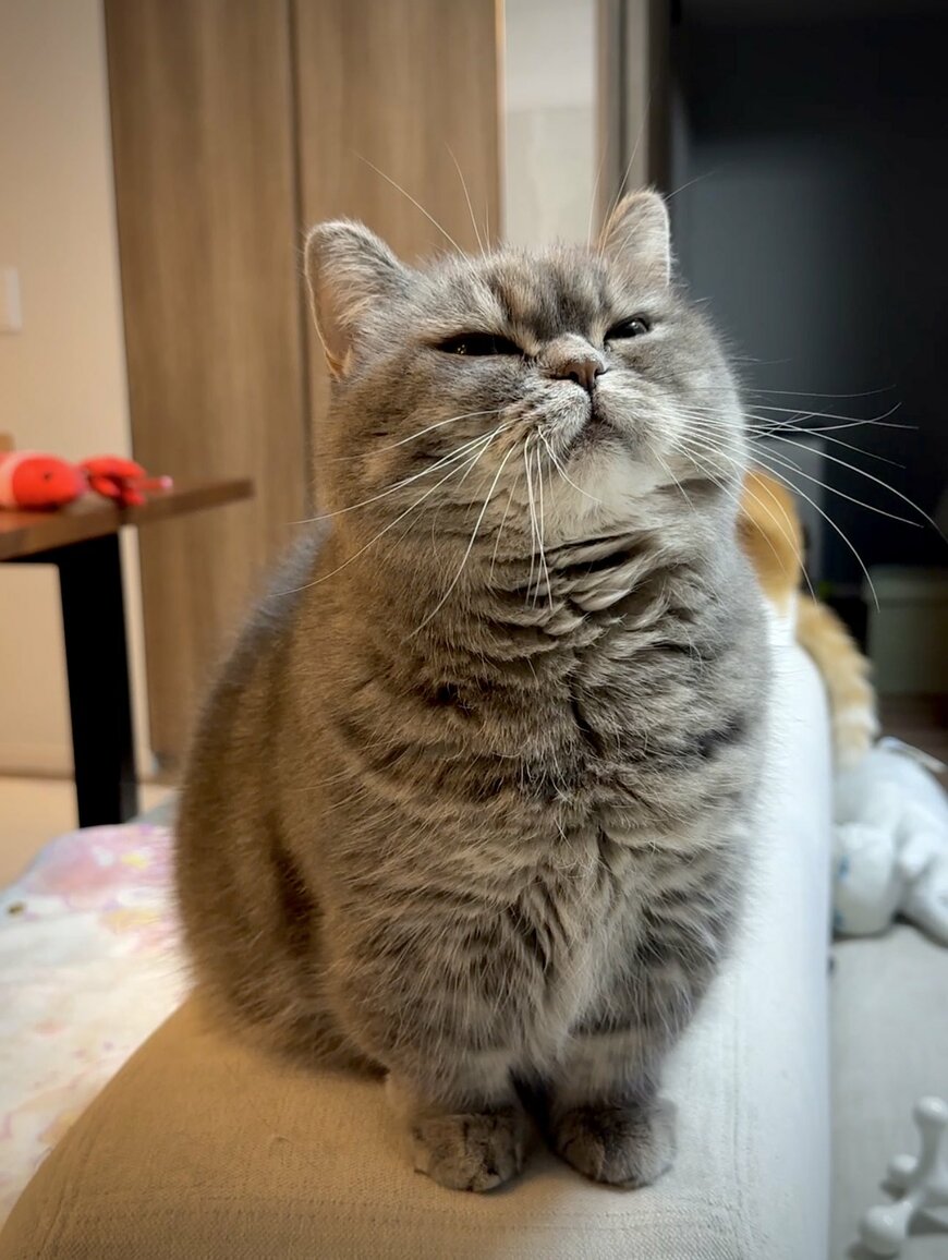 「怖いよ〜」「手厳しい」夜ご飯の時間が遅れたパパに抗議する猫に反響集まる