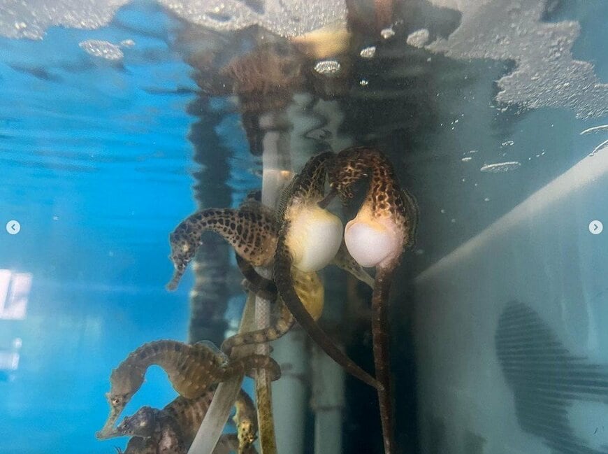 出所：@seahorsehouse_jp