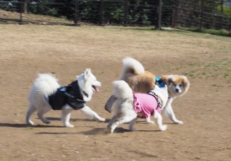 出所：@AkitainuMita