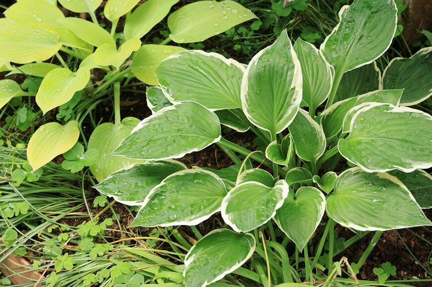 「うちの庭に植えてよかった」植えっぱなしで庭を彩る《カラーリーフ》5選！日陰に強い植物も