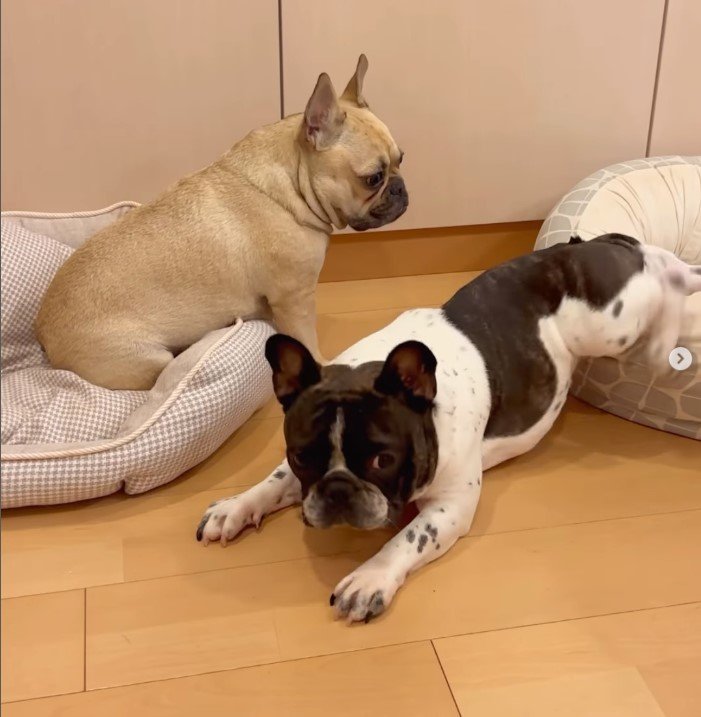 クッションをめぐる攻防戦…じっと待つフレブルちゃんが「健気」と話題